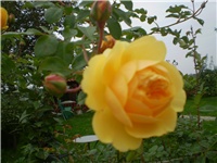 7c589365-Picture 767.jpg